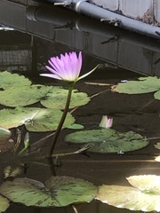 Nymphaea
