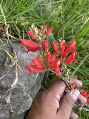 Lamourouxia multifida