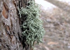 Evernia mesomorpha