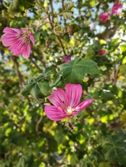 Malva assurgentiflora