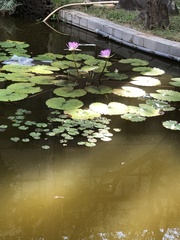 Nymphaea