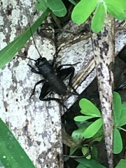 Teleogryllus