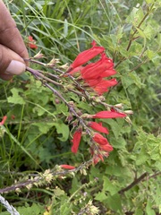 Lamourouxia multifida