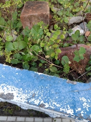 Phyllanthus tenellus