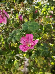 Malva assurgentiflora