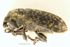 Rhinocyllus conicus