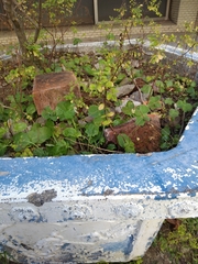 Phyllanthus tenellus