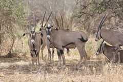 Oryx beisa callotis