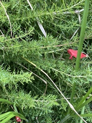 Lamourouxia multifida