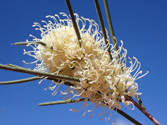 Hakea leucoptera leucoptera