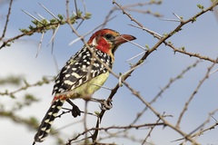 Trachyphonus erythrocephalus