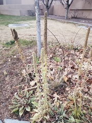 Verbascum densiflorum
