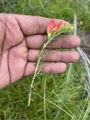 Lamourouxia multifida