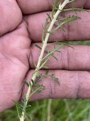 Lamourouxia multifida