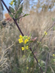 Sisymbrium loeselii