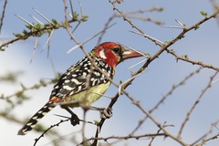 Trachyphonus erythrocephalus