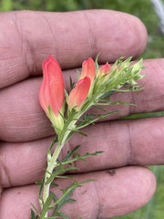 Lamourouxia multifida