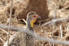 Pternistis leucoscepus