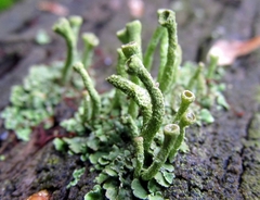 Cladonia fimbriata
