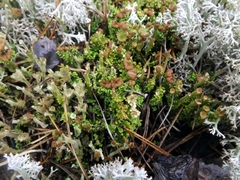 Cladonia gracilis