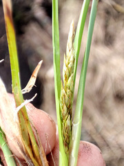 Carex appropinquata