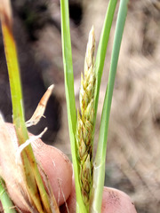 Carex appropinquata