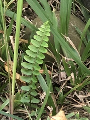 Nephrolepis cordifolia