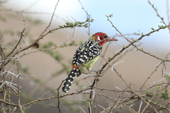 Trachyphonus erythrocephalus