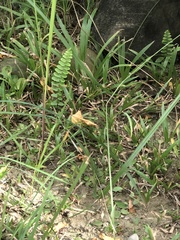 Nephrolepis cordifolia