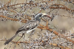 Lophoceros nasutus