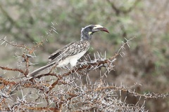 Lophoceros nasutus