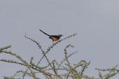Lophoceros nasutus