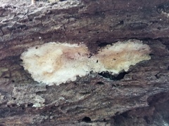 Laetiporus dilatohyphus