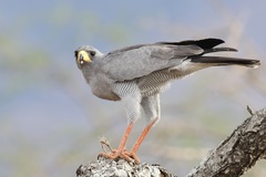 Melierax poliopterus