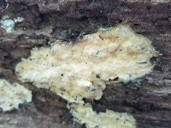 Laetiporus dilatohyphus