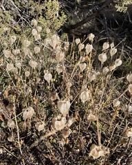 Physalis neomexicana