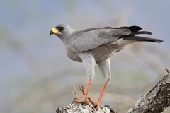 Melierax poliopterus