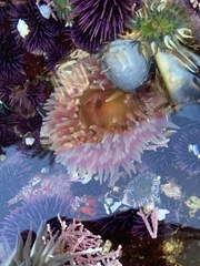Urticina clandestina