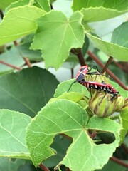 Dysdercus decussatus