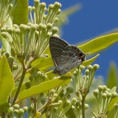 Theclinesthes onycha