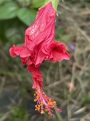 Hibiscus