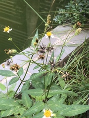 Bidens alba