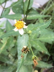 Bidens alba