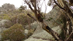 Eucalyptus pauciflora debeuzevillei