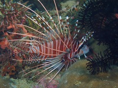 Pterois antennata