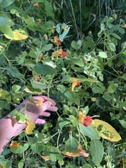 Impatiens capensis