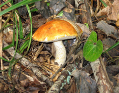 Leccinum albostipitatum