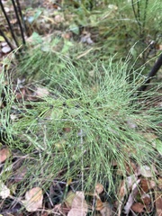 Equisetum sylvaticum