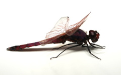 Trithemis annulata haematina