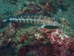 Parapercis xanthozona